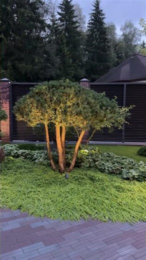 Когда участок — не просто земля, а философия пространства 🌿✨