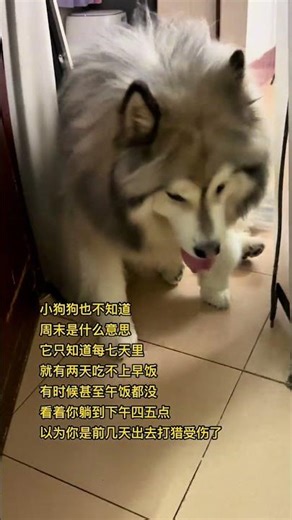 世界破破烂烂，小狗缝缝补补#小狗也不知道周末是什么意思 #阿拉斯加 #动物的迷惑行为