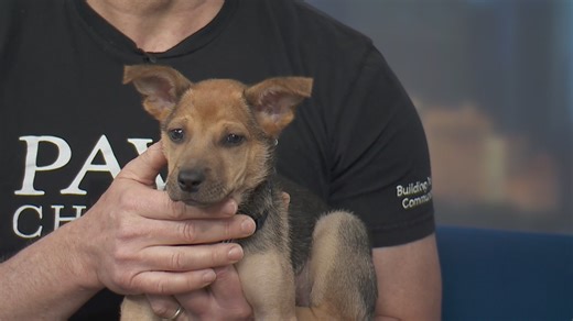 PAWS Chicago Pet of the Week: Louisa