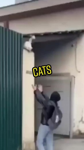 Trust = Love. cat gets rescued and falls in love #heartwarming heartwarming #greatlondini #positive #positivevibes #inspirational #motivational #catsoftiktok #cats #romance