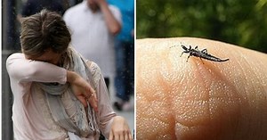 Why Hull is swarming with thunderbugs right now