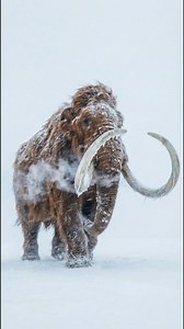 WOOLLY MAMMOTH 🐘 Walking through blizzards that would freeze a human in minutes. The Woolly Mammoth was the tank of the tundra. Scientists are trying to bring them back... should they? 🧬🐘 #Mammoth #IceAge #Extinct #History #WildlensChronicles | WildLens Chronicles