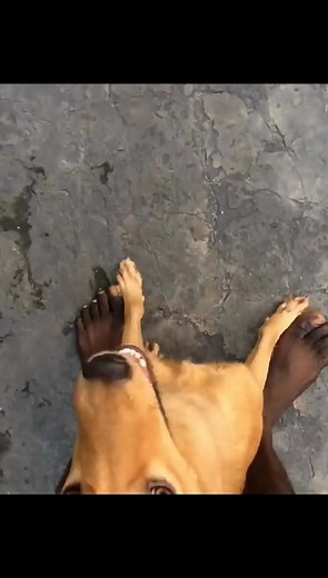 Un Chien de Race local Peut sauter très haut ⚡ | Universal Canine De Kinshasa
