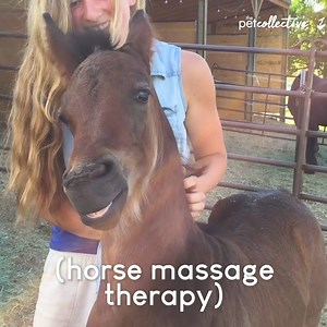 1.5M views · 5.6K reactions | Learn about the benefits of horse therapy!! ✨ | Try Not to Laugh | Facebook
