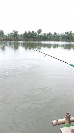 Best village fishing spot #best #village #fishing #spot #bestvillage #fishingspot | Rs Fish & Fishing