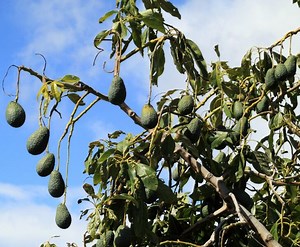 3 Quick Steps To Revive a Dying Avocado Tree