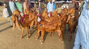 best milking goats of sindh | Nagra Farm