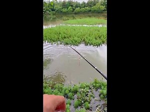 Outdoor Wild Fishing Live