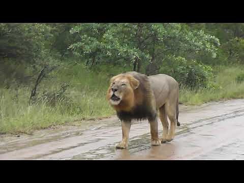 Big male Lions in the rain.