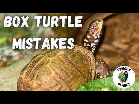 The Most Common Mistakes Box Turtle Keepers Make & How To Avoid Them!