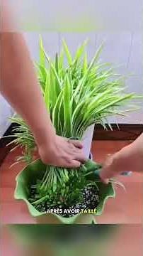 Comment entretenir ta plante araignée ?!