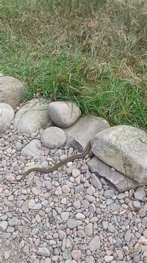 Scottish Adder Snake