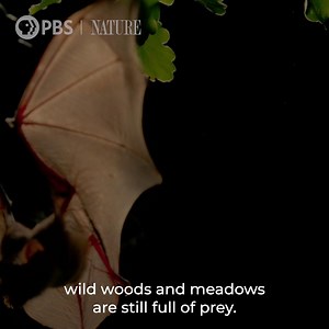 2K views · 64 reactions | Is it any surprise that Transylvania's mountains and vast ancient forests provide sanctuary for some of Europe’s most charismatic animals-- including bats? Dracula's Hidden Kingdom streaming now at thirteen.org. #NaturePBS #Dracula #Bats #Halloween | Thirteen WNET New York | Facebook