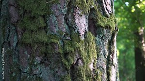 Moss on a bark of the pine tree. Mossy old pine trunk bark texture in a close-up scene in a summer forest. Beautiful sample of the nature elements design.