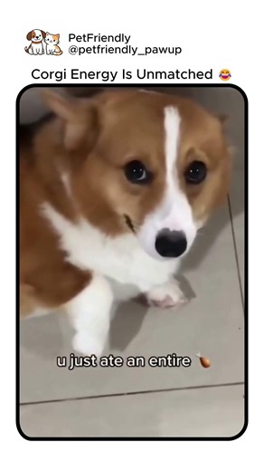 Why Do Corgis Act Like This? 🤔