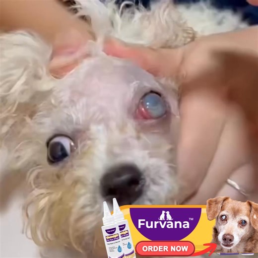 When your dog or cat’s eyes look red, cloudy, or irritated, it’s hard to ignore — because you know they’re uncomfortable, even if they can’t say it. That’s why many fur parents keep a gentle, non-stinging eye care routine on hand for moments like this. Furvana ClearSight helps soothe irritation, hydrate dry eyes, and support overall eye comfort for dogs and cats — making daily care easier and less stressful for them. They deserve to see clearly and comfortably. 👉 Start gentle eye care today: ht
