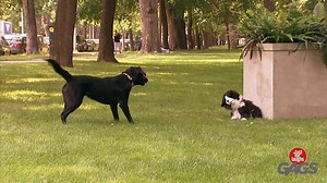 Les chiens sont si drôles! | Juste pour rire Les Gags