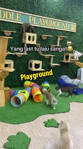 Experience Cuddlecat Hotel in Malaysia