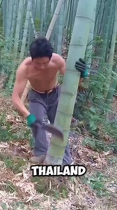 Did you know mussels can be farmed using bamboo? In coastal areas, fishermen place tall bamboo poles in the water to create the perfect surface for mussels to attach and grow. 🐚 Over time, the bamboo becomes covered in thousands of mussels, which are later harvested and sold in markets. It’s a simple yet brilliant method that turns the ocean into a natural farm — providing food, jobs, and even making some fishermen millionaires! 💰🌱 #MusselFarming #OceanHarvest #Seafood #BambooFarming #Sustain
