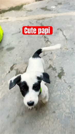 Cute papy viral papi #viral #papyrus #papyrus #papi #mindfulness #milan #1million #quotes