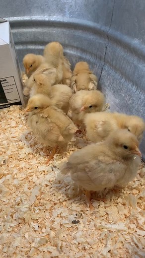 1.6K views | Does this count as ASMR？？ Idk please tell me though in the comments #... | Gregory A. Copeland | Facebook