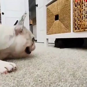 2.4K views · 229 reactions | ❤️❤️ credit : frenchie_owners #frenchbulldogsofinstagram #frenchbulldogs #frenchbulldogpuppy #frenchbulldoglove #frenchbulldoglife #frenchbulldoglovers #frenchbulldogofinstagram #frenchbulldogpuppies #frenchbulldogsofig #frenchbulldogoftheday #frenchbulldoginstagram #frenchbulldogsofinsta #frenchbulldoglover #frenchbulldogclub #frenchbulldogs0fig #frenchbulldogmoments #enhancepetdogs | Enhanced Pet Products | Facebook