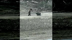 Moonwalking Bear (video) - ItemFix