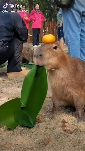 Banana Pet trên TikTok