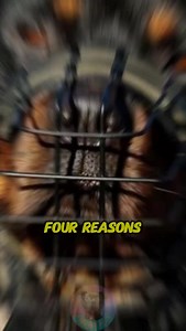 Four reasons Rottweiler can turn aggressive #fy #fyp #fypシ゚ #fypシ゚viralシ #dog #animals #bravestdog #militarydog #strongestdogs #puppy #nightsky #Christmasgift #job #vegan #rottweiler #schoolspirit #familyfun #handemadecraft #catbehavior #pet #doglover #PetLover #dogsofttiktok #explorepage #discovery #usa | Dog Breeds