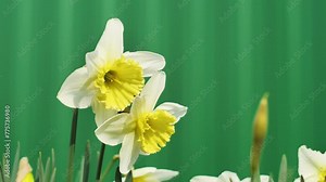 Close-up of daffodils swaying in the wind in a garden, shot with a soft defocus effect. A dreamy and serene scene. Early spring