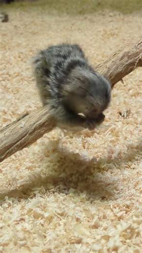 コモンマーモセット
