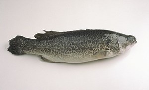 Can you get cod fish in Australia? [2025] | QAQooking.wiki
