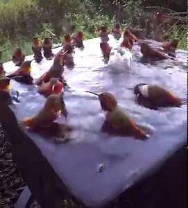34M views · 4.3K reactions | 30 hummingbirds, 1 crazy pool party!  ☀️ Via Daily Picks and Flicks | AOL | Facebook