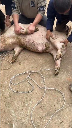 MEN RESCUE A STUCK PIG! UNEXPECTED FARM HEROES IN ACTION | For Education Only