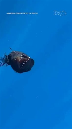 Discover the Strangest Scary Fish Encounter