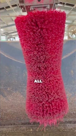 #cowbrush How Automated Cow Brushes Boost Health and Profitability?