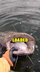 225K views · 3.5K reactions | This Pond is Loaded With Giant Fish! #pond #fishing #catfish #turtle | Fishin’ with Tate | Facebook