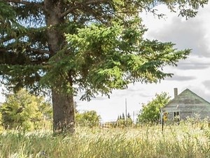 Decatur To Start Front Yard Tree Program For Residents