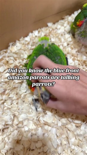 That pop of blue says it all! 💙 The Blue-Fronted Amazon is instantly recognizable. That beautiful blue crown is a badge of honor. #bluefrontamazon #amazonparrot #lorosquehablan #loroamazonas