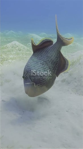 The Fish that use TOOLS?! #science #animals #nature