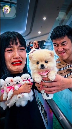 Cute Pomeranian Puppies 🥹🤍