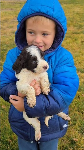 You want this pup too! #sandhollowdoodles #puppy #springerdoodle #sproodle