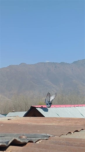 “When Roller Pigeon Shows Real Talent 😍🕊️”#rollerpigeon#pigeonlover#pigeonvideo#flyingpigeon#birdlov