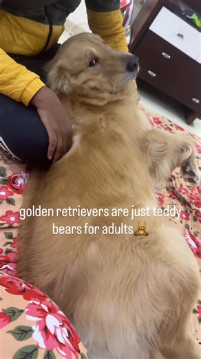 FIDO on Instagram: "Teddy bear 🧸 @fido_the_goldenr . . . . . . #fido #dogsofinstagram #goldenretriever #dog #daily #reels #trending #reelsinstagram #reelitfeelit #reelkarofeelkaro #song #cute #hollywood #bollywood #meme #memesdaily"