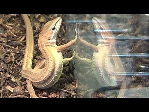 Something terrible happened when I left a lizard unattended for three days.