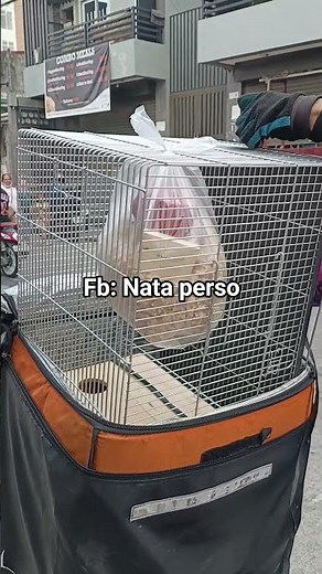 Single bird cage ac type 15x24 g14