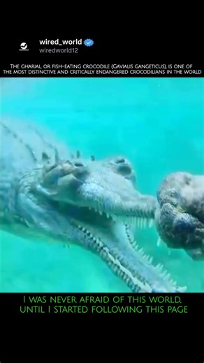 wired_world on Instagram: "The Gharial (Gavialis gangeticus), also known as the gavial or fish-eating crocodile, is a fascinating and critically endangered crocodilian species. ​Here are some key facts about the Gharial: ​Distinctive Snout: They are easily recognizable by their long, very thin, and narrow snout, which is perfectly adapted for catching fish (their primary diet). It is lined with numerous sharp, interlocking teeth. ​"Ghara": Adult males develop a bulbous growth on the tip of their