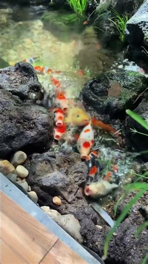 Biến Hầm Cầu Thang Thành Bể Thuỷ Sinh #koi #kitchen