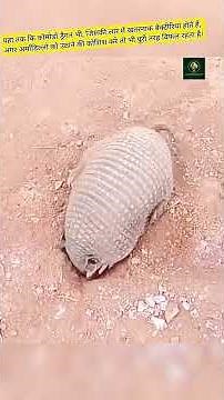 Armadillo:The Unbeatable Warrior of the Wild! #shorts #animals #trending #armadillo #cobra #wildlife