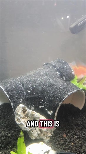 DIY PVC Hide for Parrot Cichlids